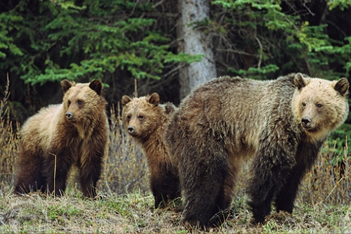 jasper national park  011.png