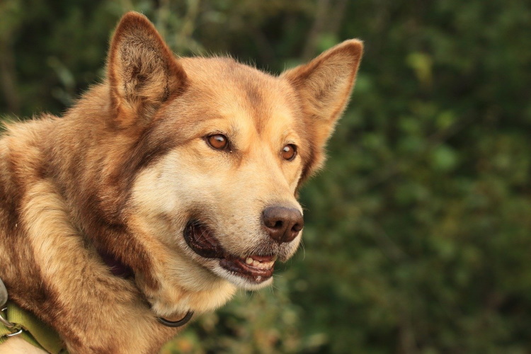 denali dog.jpg