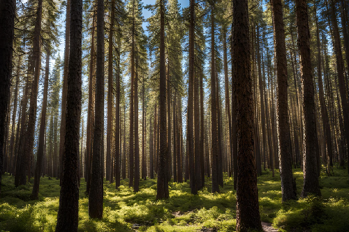 Nordegg Pinetree forest